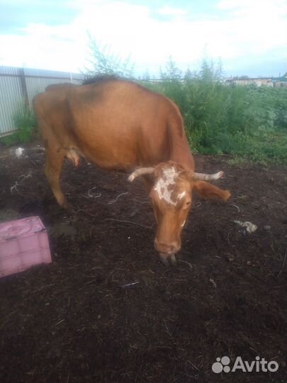 Корова дойная с теленком