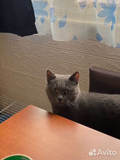 Кошка в дар бесплатно