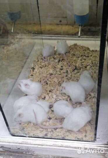 Кормовые мыши