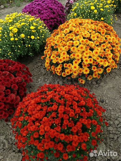 Хризантемы мультифлора