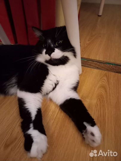 Кот с большим добрым сердцем ищет семью