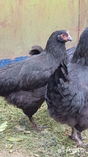 Семья Маран черномедный 5+1