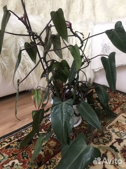 Комнатные цветы