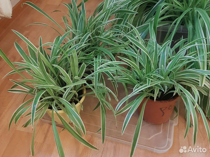 Хлорофитум