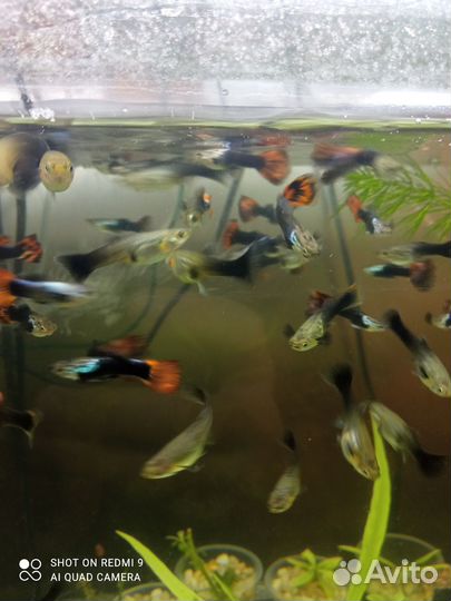 Аулофорус, гуппи