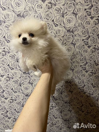 Щенки шпица
