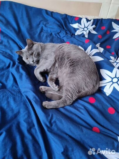 Кот в дар бесплатно