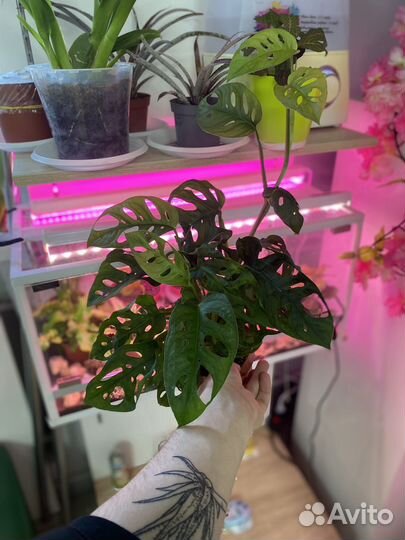 Папоротники тайланд и голландия