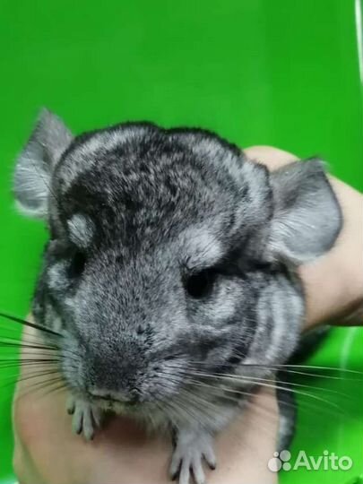 Шиншилла