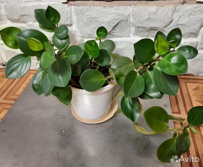 Пеперомия туполистная