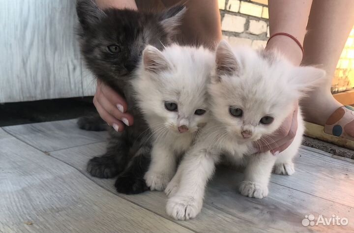 Кошки в добрые руки