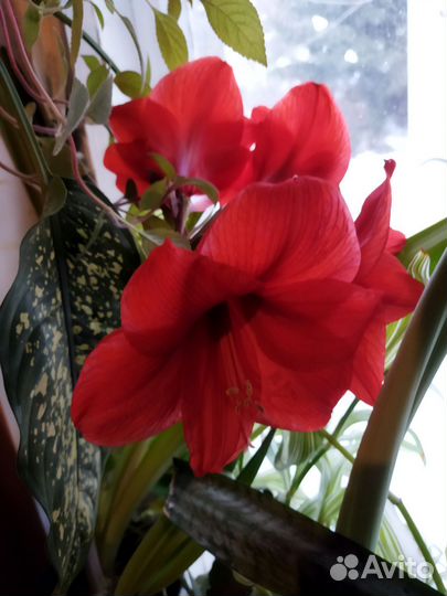 Гиппеаструм красный луковицы, белый семена