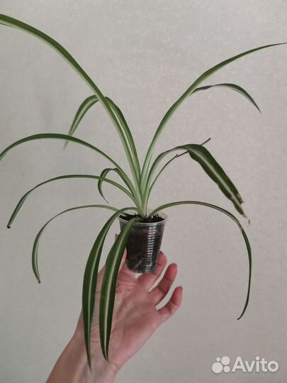 Неприхотливые комнатные растения