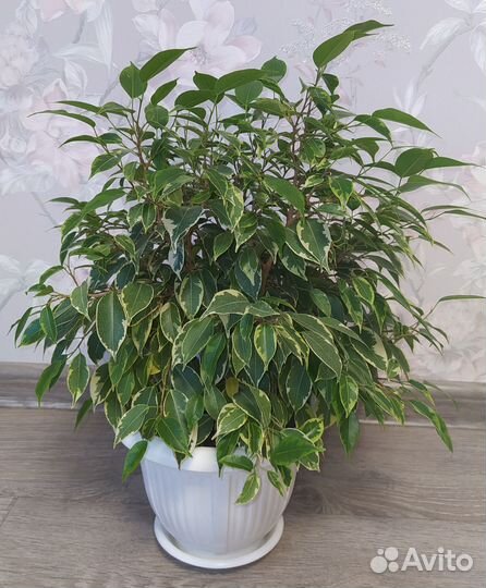 Фикус Бенджамина Кинки