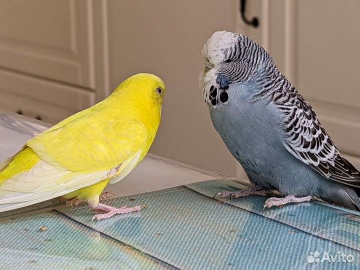Яркая парочка попугаев
