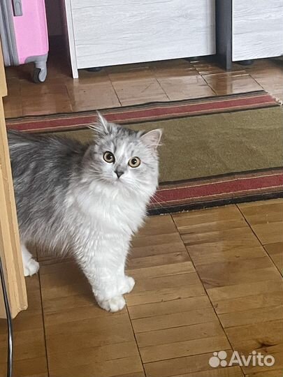 Кошка британка длинношорстная