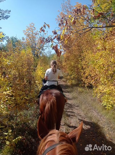 Конные прогулки