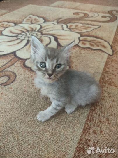 Котенок