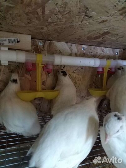 Перепелки и инкубационное яйцо