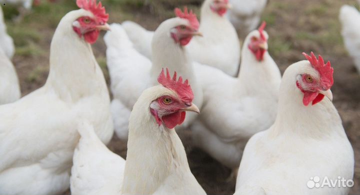 Куры несушки Белые