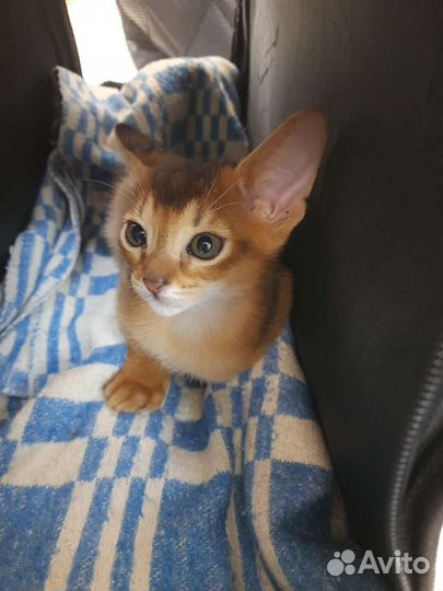Абиссинские котята