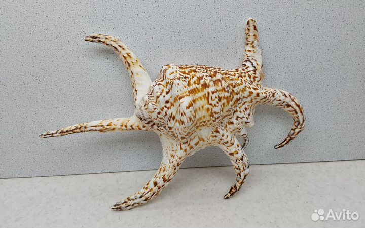 Ширагра 22,5 морская ракушка раковина