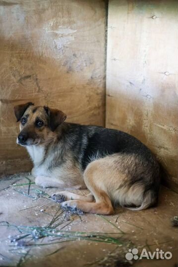 Собака Глаша из приюта Некрасовка