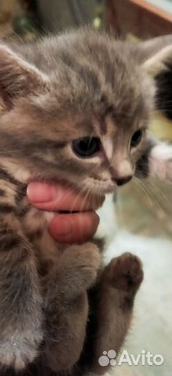 Котята
