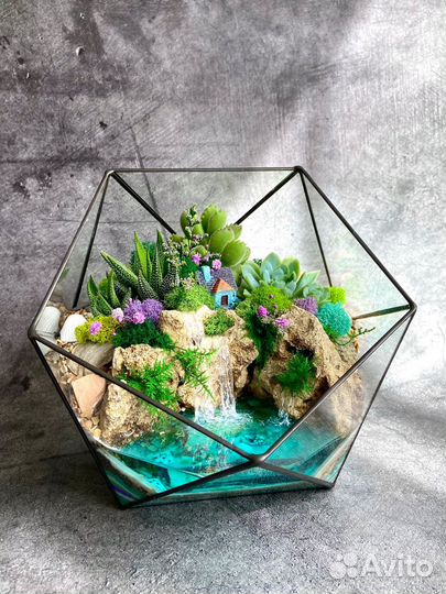 Флорариум Подарок фикус Бонсай