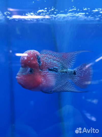 Скаты,Стуриос,Северум,L-Сом. Метинн,Лягушки,Крабы