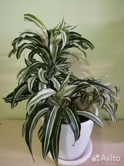 Драцена деремская, маргината, каламондин