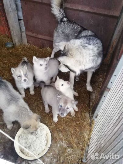 Щенки хаски