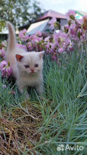 Британская кошка и кот