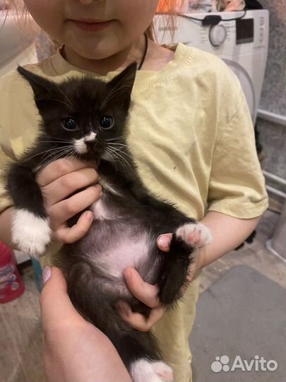 Малышки ищут дом