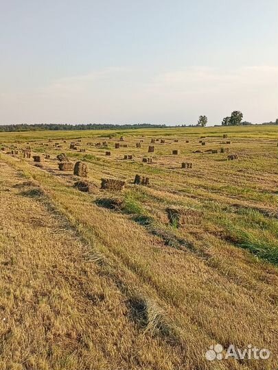 Сено в квадратных тюках