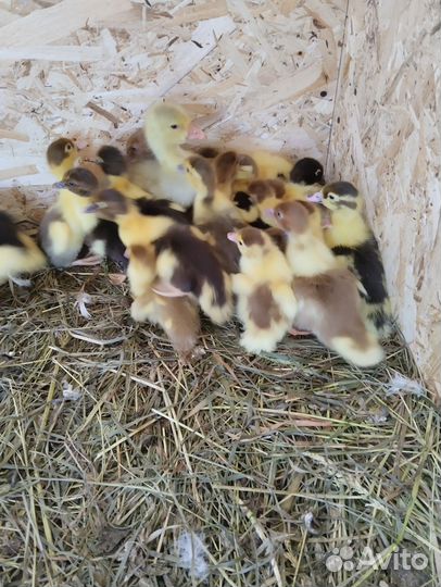 Мускусные утки