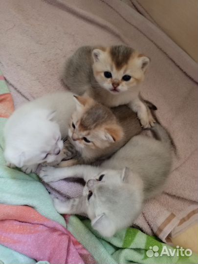 Британские котята