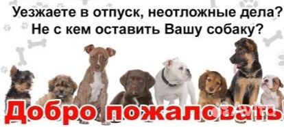 Передержка Собак в домашних условиях