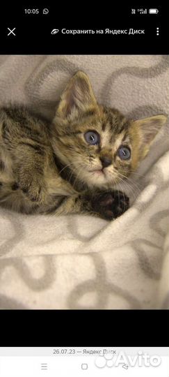 Котята в дар