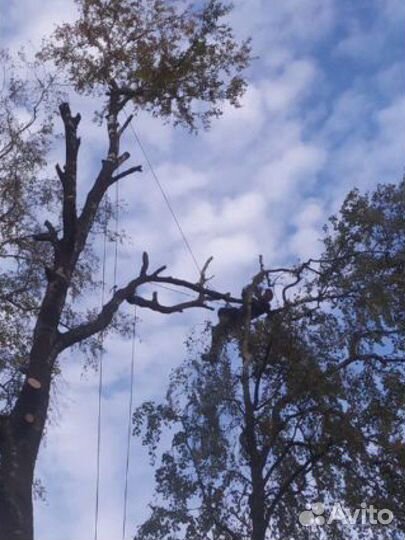 Спил деревьев, арбористика