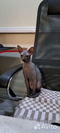 Донской сфинкс котята