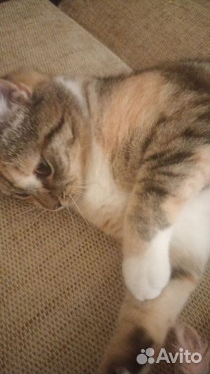 Кошка в дар бесплатно