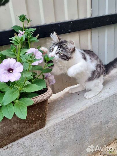 Лаврика мучили, а он любит всем сердцем