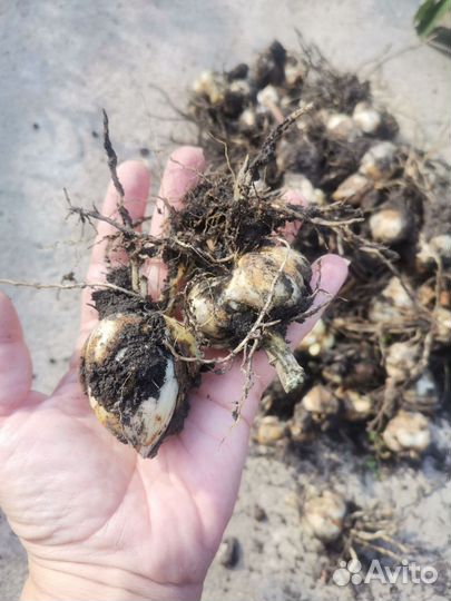 Лилии луковицы