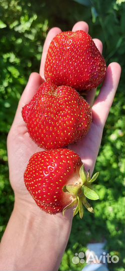 Рассада клубники Комрад победитель