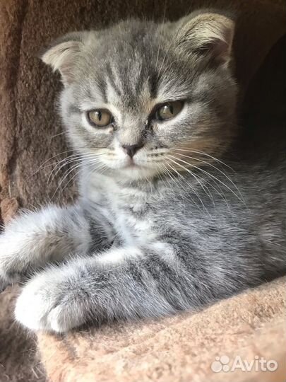 Шотландские вислоухие котята