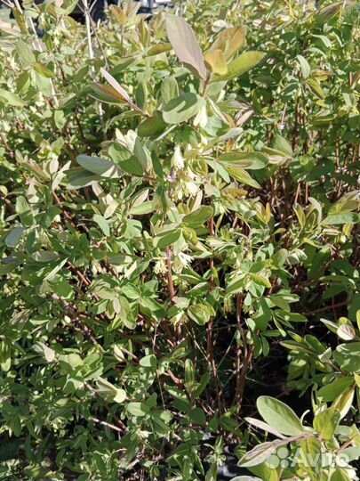 Жимолость съедобная саженцы 70 см с ягодой в 2023г