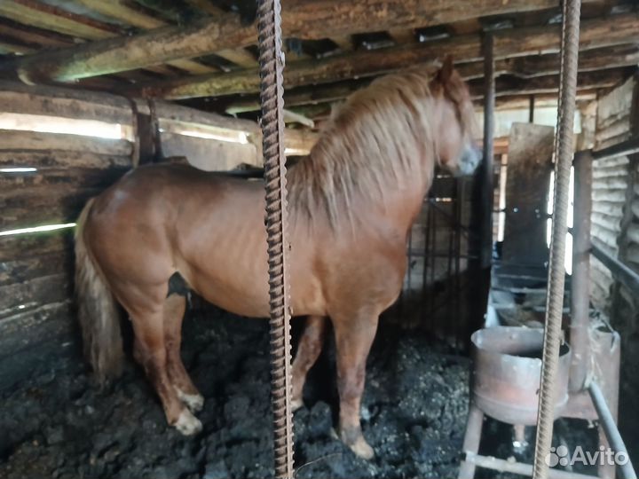 Продам лошадь