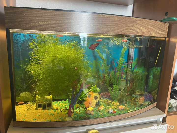 Аквариум