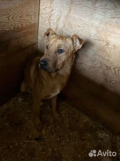Малыш Тибет в добрые руки